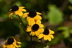 2025-08270179 Tower Hill Botanic Garden, MA